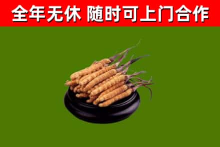 武陟回收散虫草